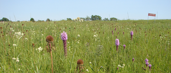 Black Jack Battlefield